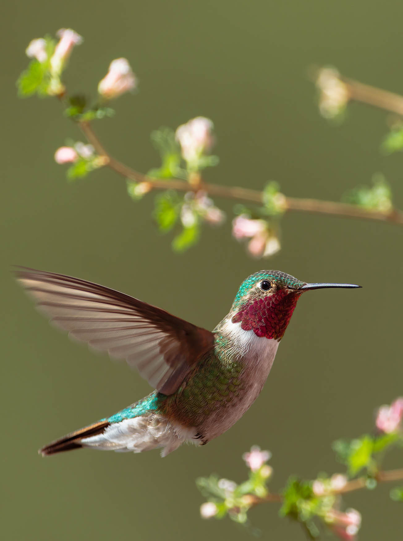 A hummingbird is flying in front of a tree with pink flowers. AI generated content