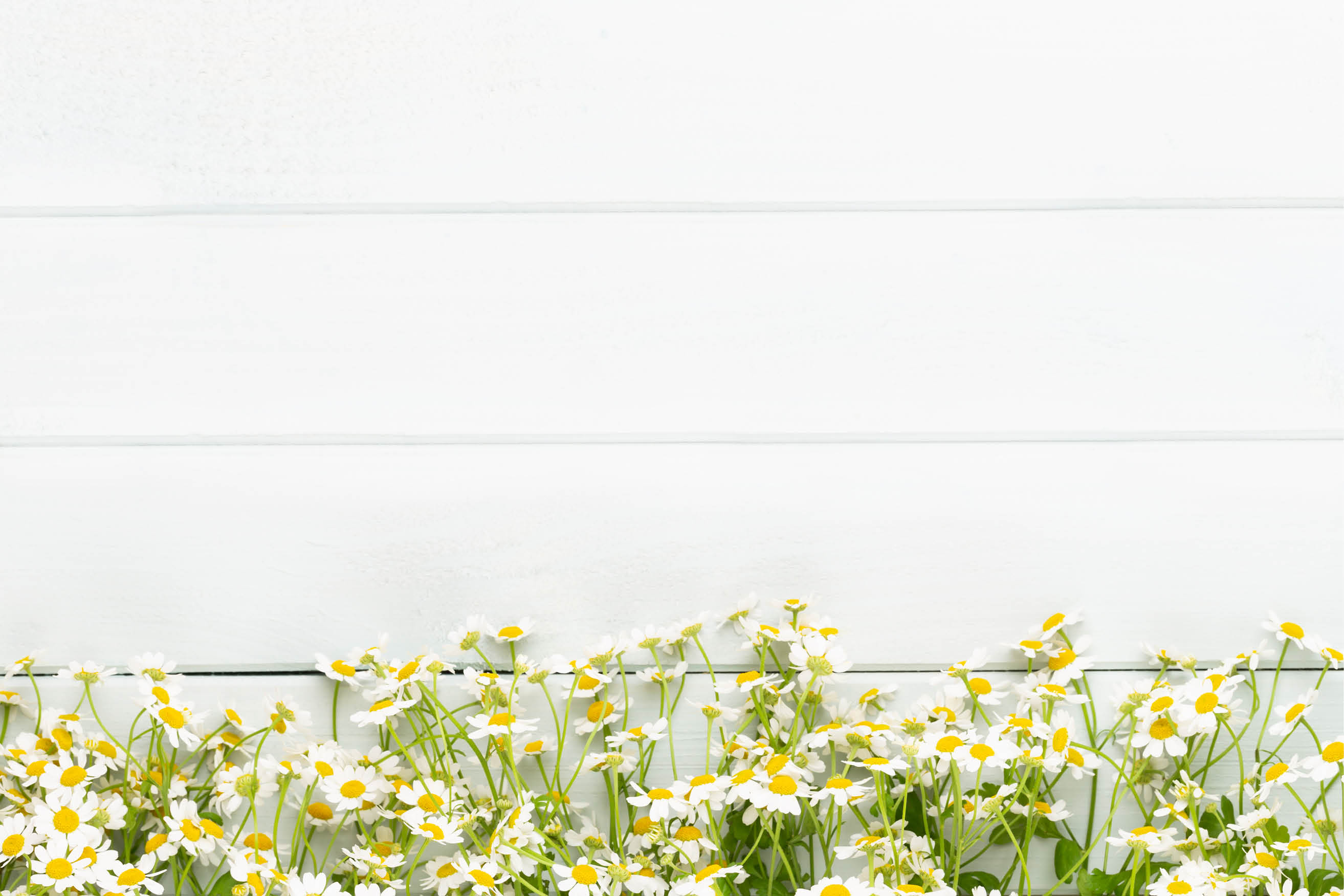 A white wall with yellow flowers growing on it. AI generated content