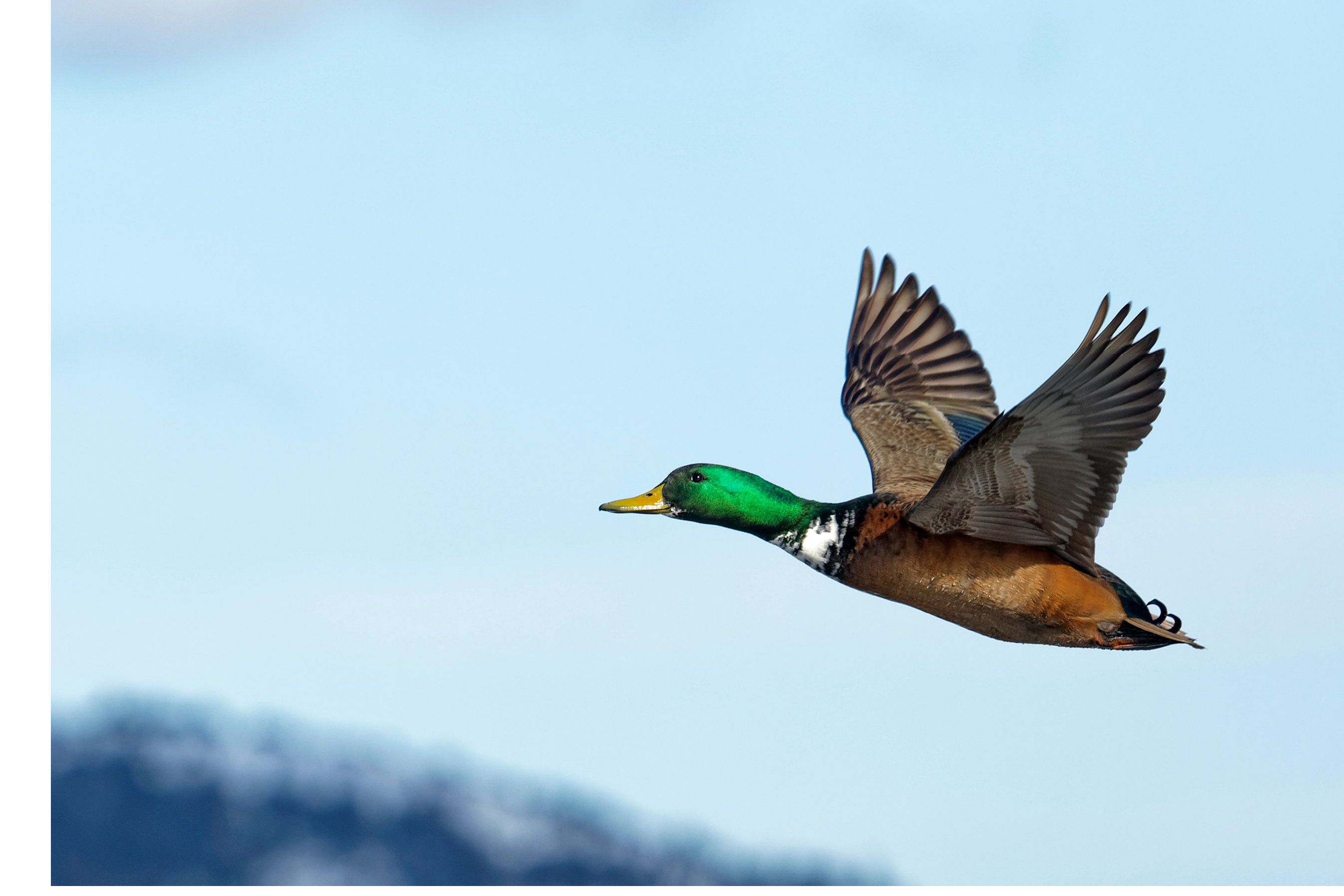 Male mallard duck in flight.