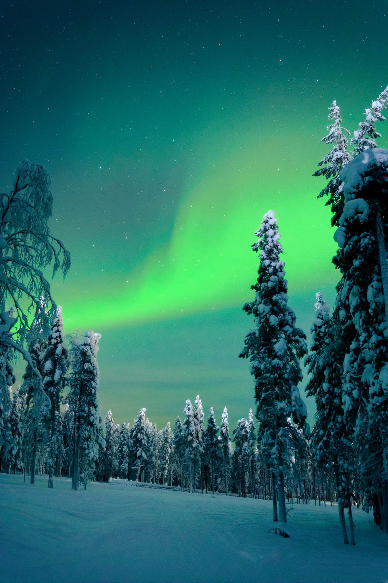 Beautiful winter night with Northern lights (aurora borealis) in the sky and deep snow covered trees in foreground. (high ISO image)