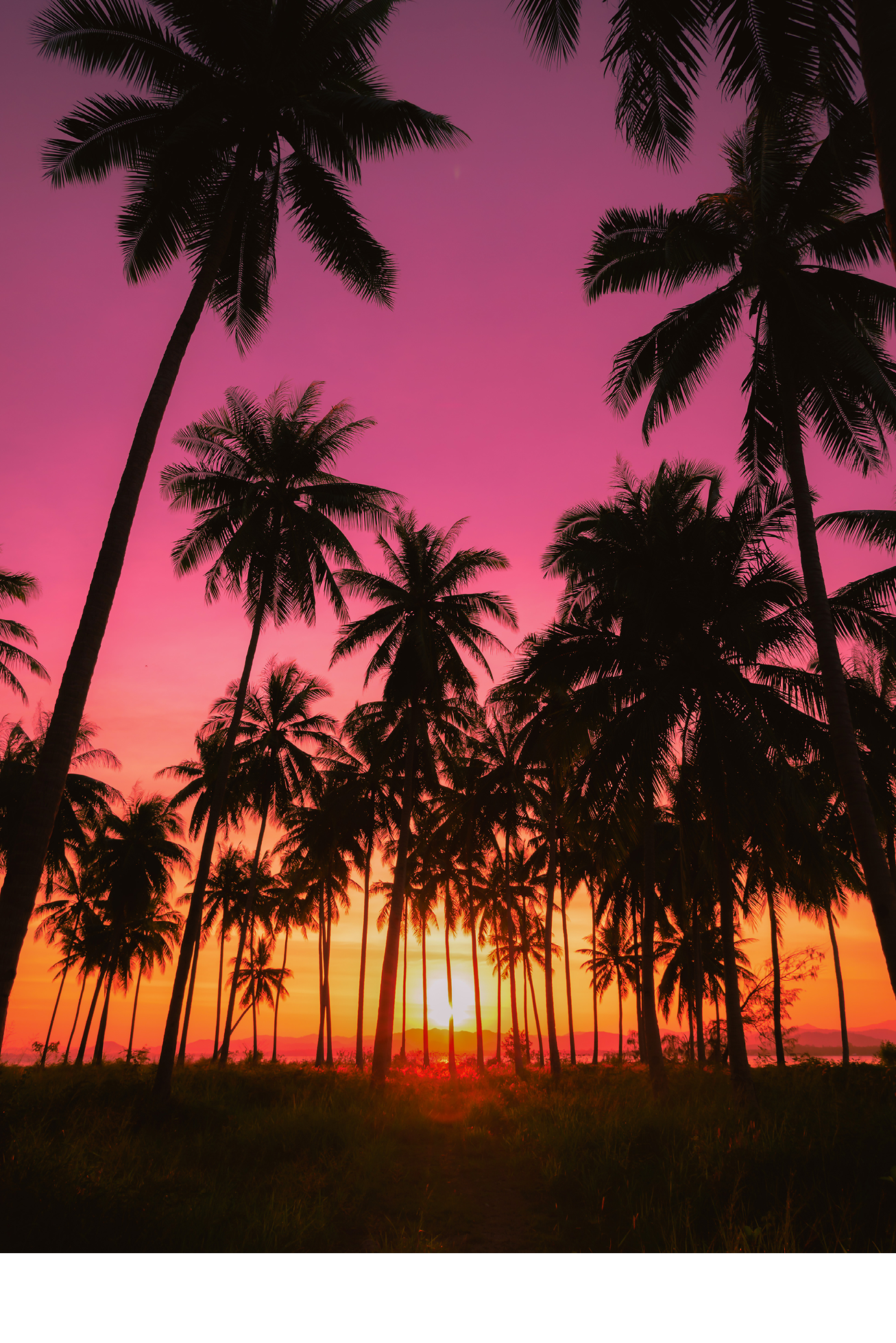 Silhouette coconut palm trees on beach at sunset. Vintage tone.