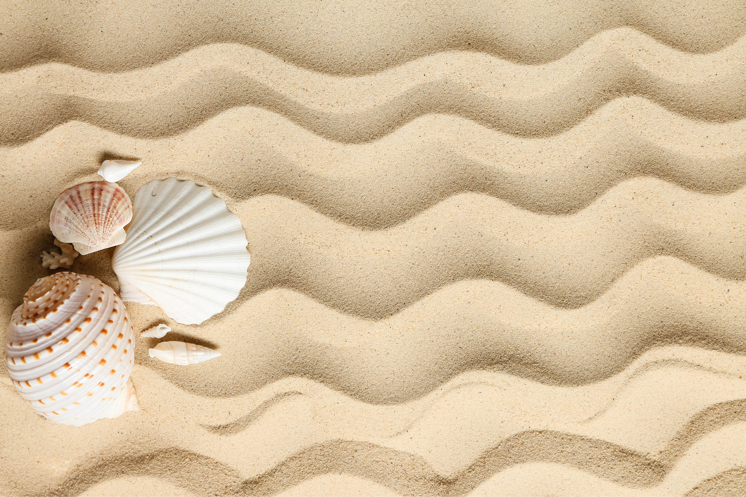 Different sea shells on beach sand