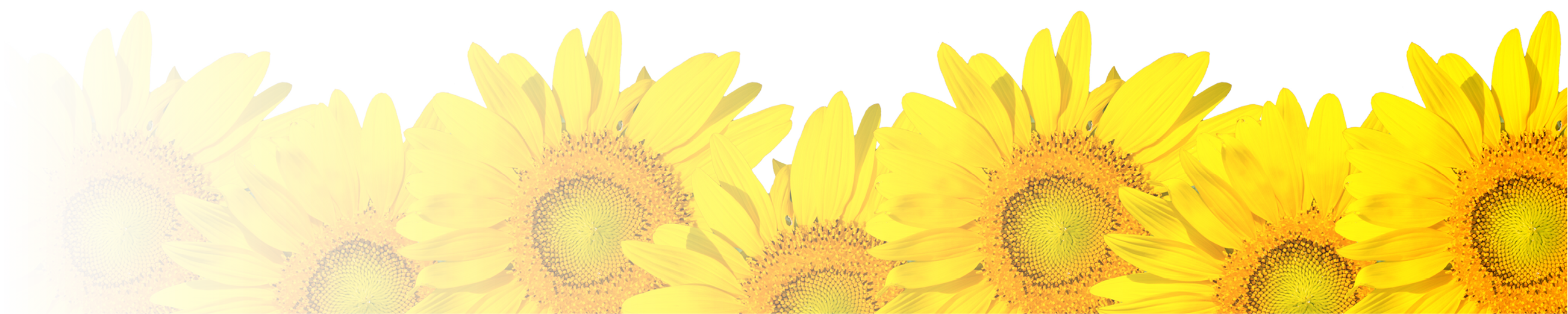 sunflower frame isolated on white 