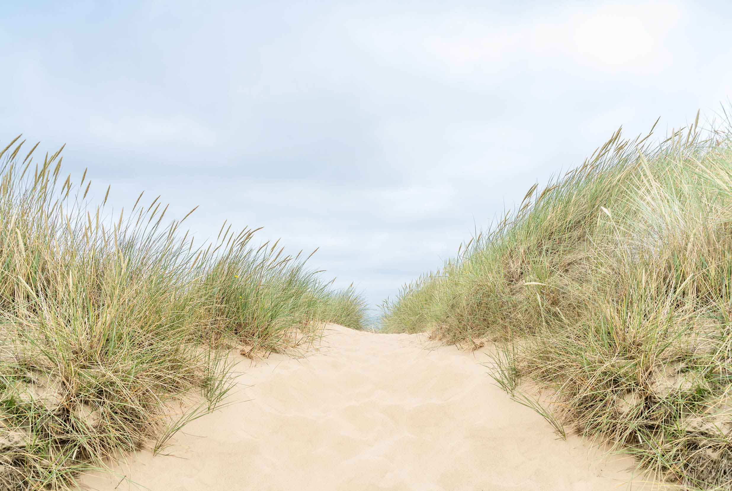 Dune with beach grass in the foreground.
