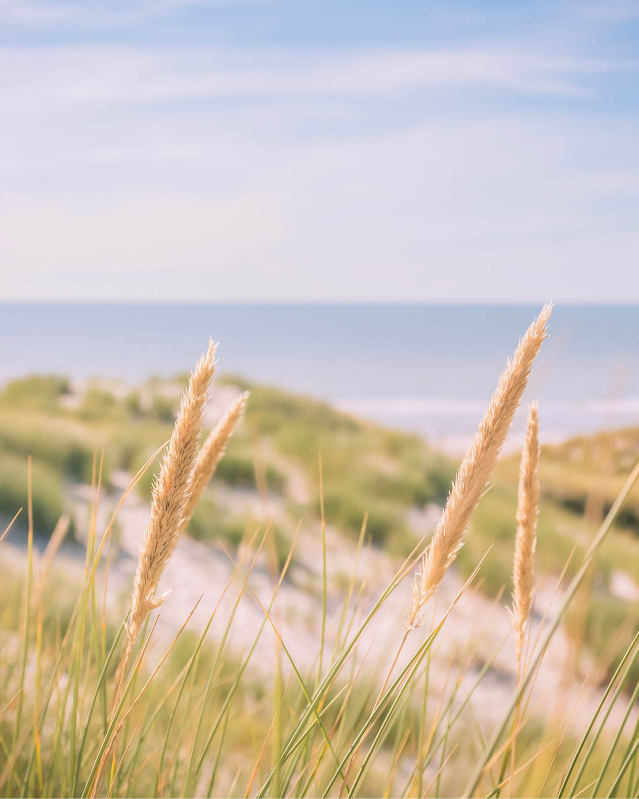 A field of tall grass with a blue sky in the background. Description generated by AI