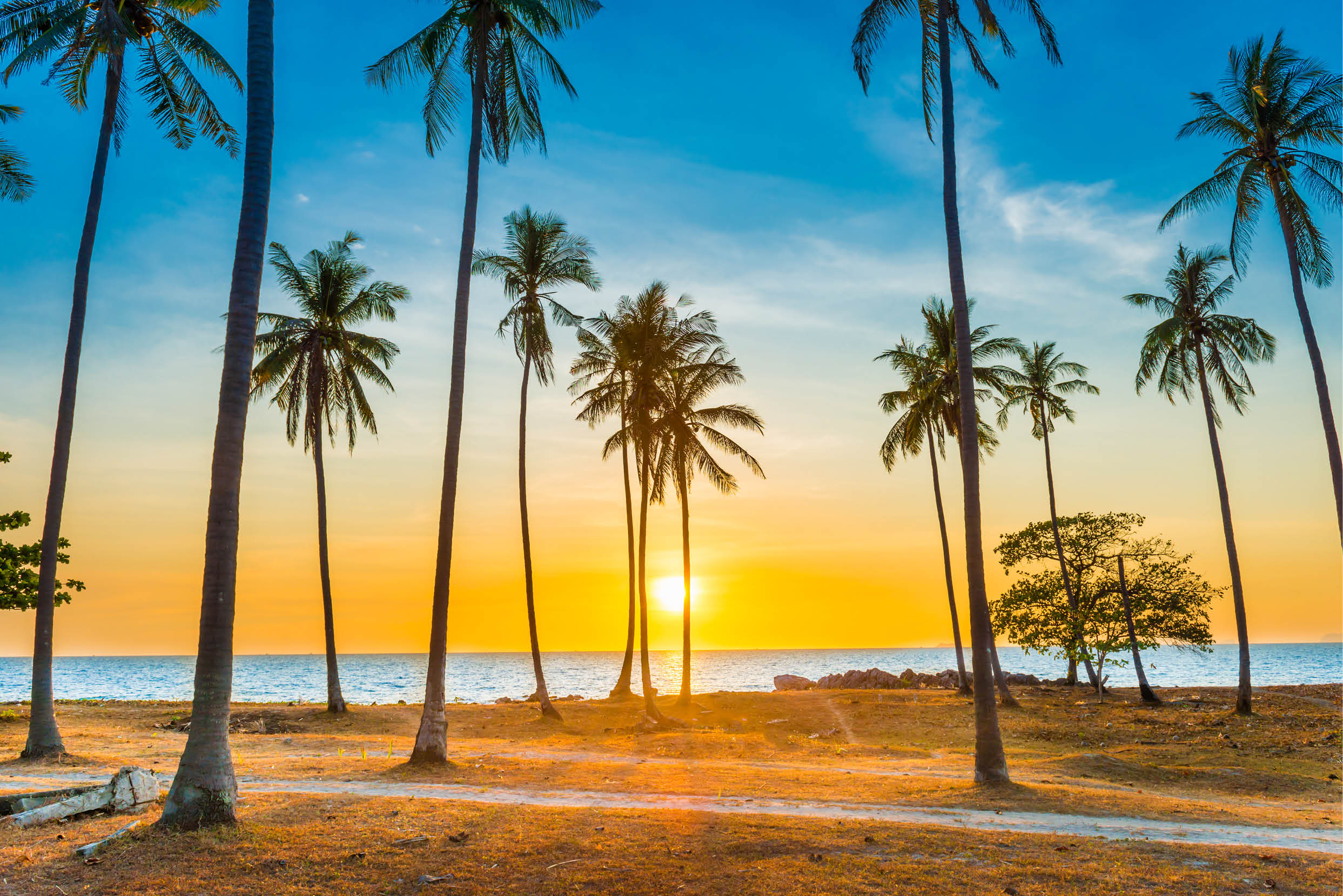 A beautiful sunset over the ocean with palm trees in the foreground. Description generated by AI