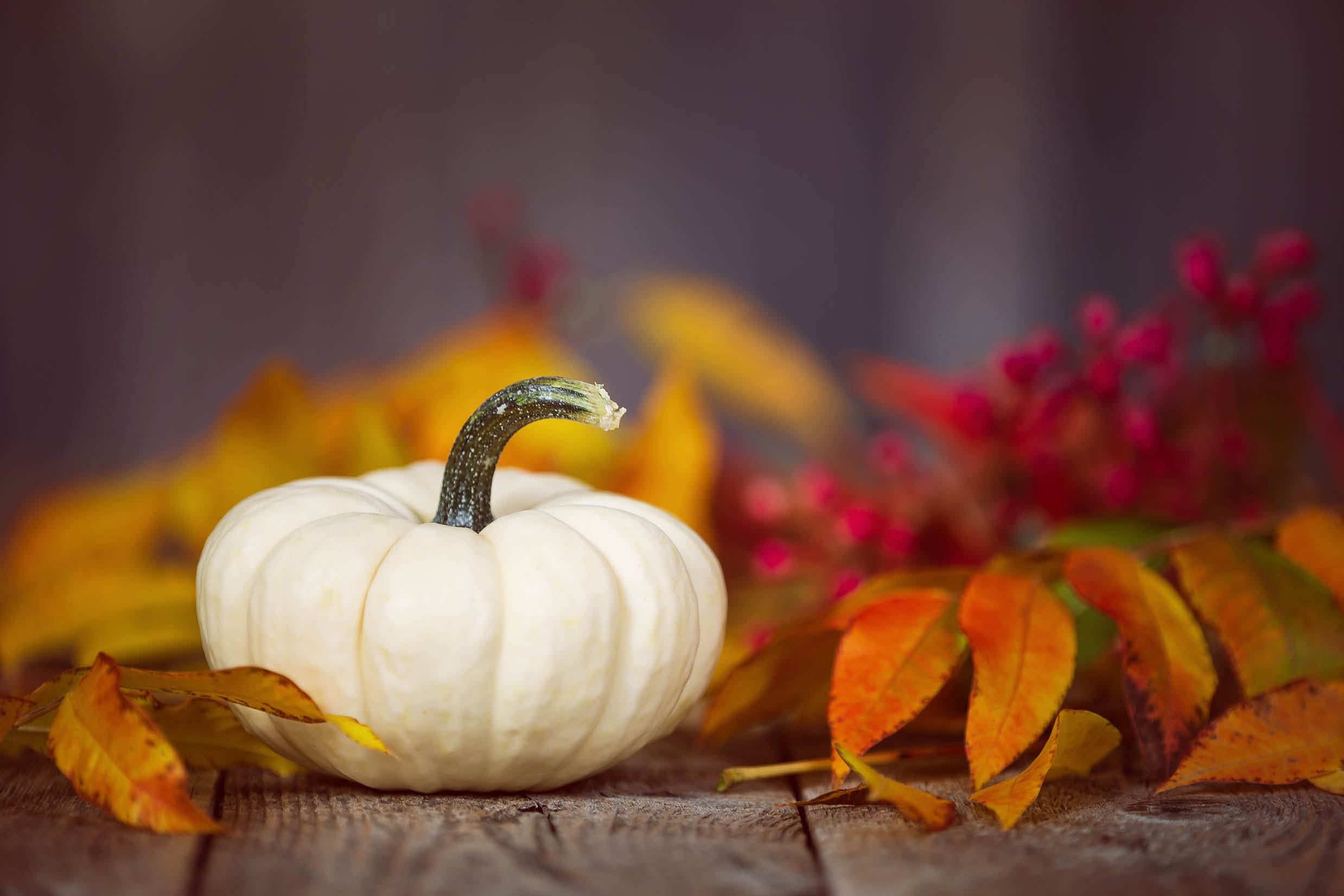 White Mini pumpkin on rustic wooden table. Displayed with colorful autumn leaves and red berries.